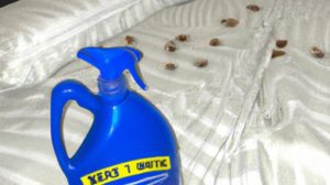 How to Use Bleach to Kill Bed Bugs Effectively