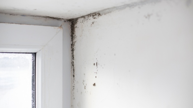 How To Get Rid Of Chaetomium Mold