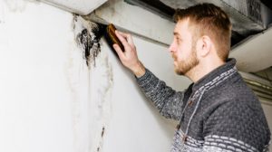 How to Remove Chaetomium Mold