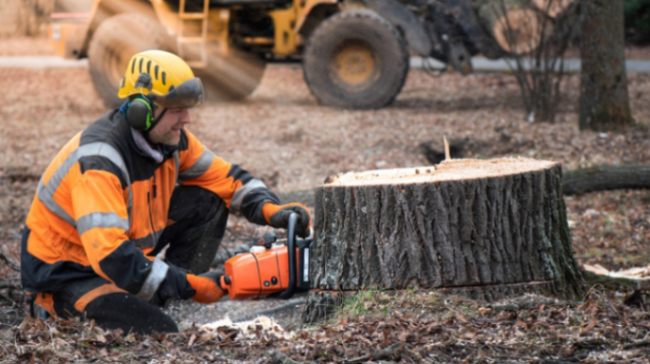 How to Remove Tree Stumps: DIY Methods That Work
