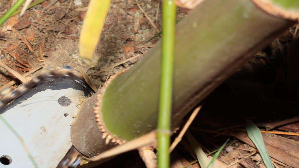 How to Cut Bamboo with A Chainsaw