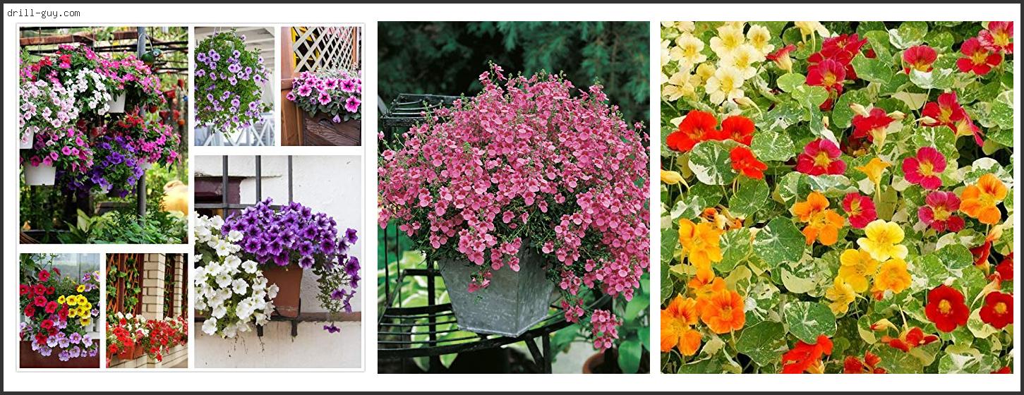 Best Flower Seeds For Hanging Baskets