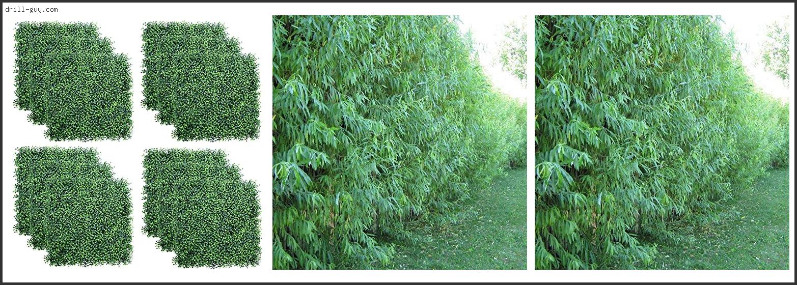 Best Hedge Plants For Tennessee